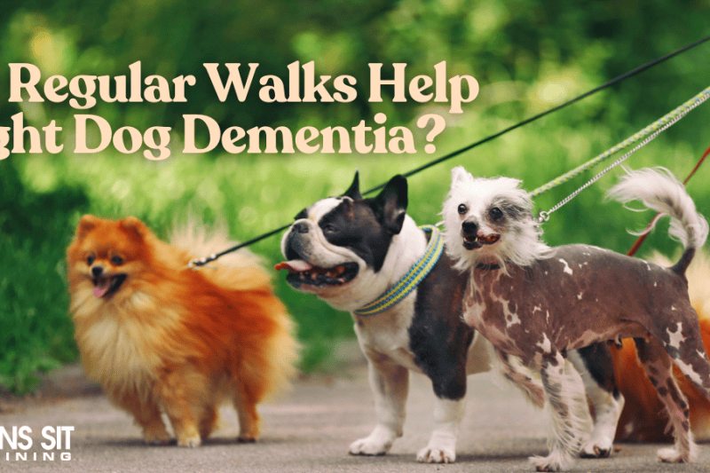 Could Regular Walks Help Fight Dog Dementia?