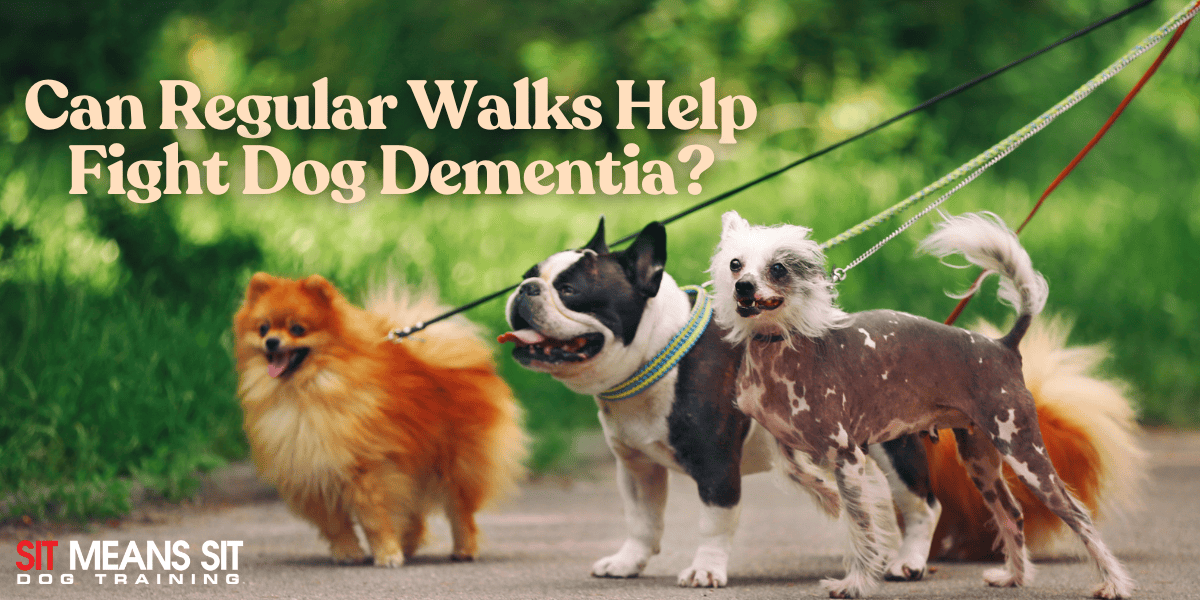 Could Regular Walks Help Fight Dog Dementia?