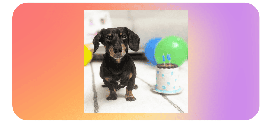 Who Are the Top Dog Influencers on Social Media?