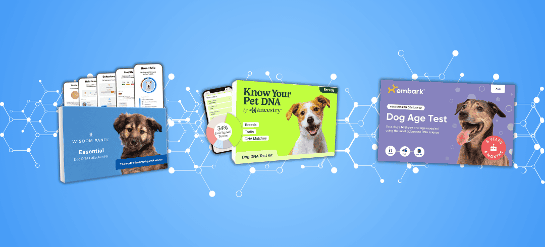 What to Expect From a Canine DNA Test