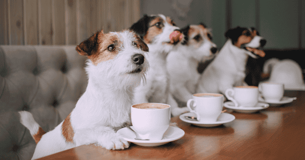 Coffee Companies That Are Brewing Support for Rescue Dogs