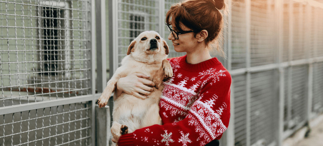 Festive Holiday Activities You Can Do with Fido