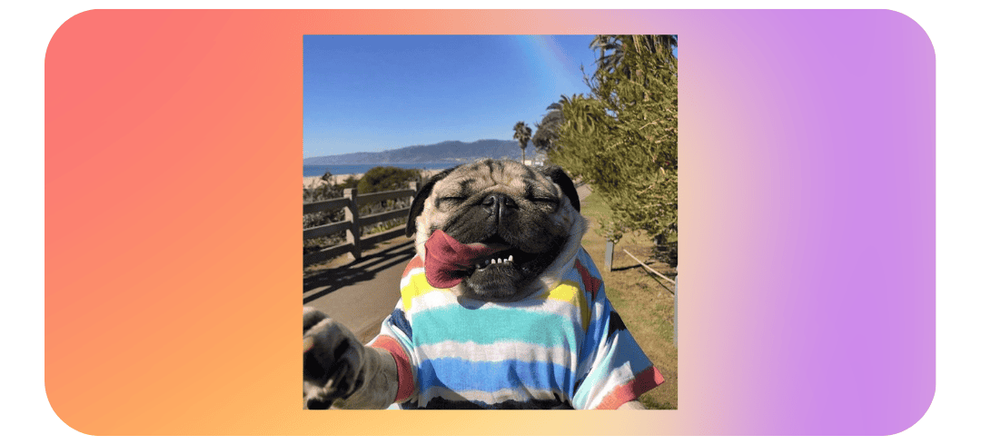 Who Are the Top Dog Influencers on Social Media?