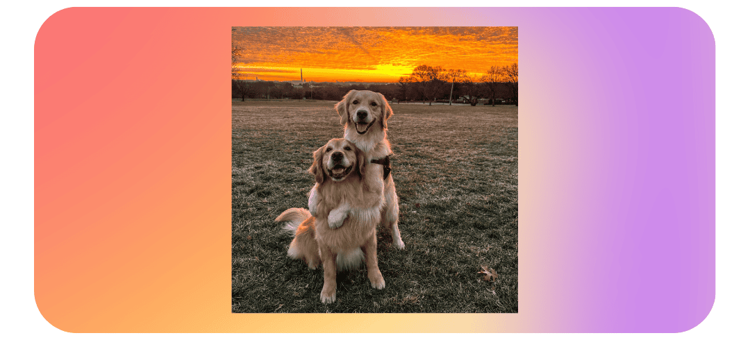 Who Are the Top Dog Influencers on Social Media?