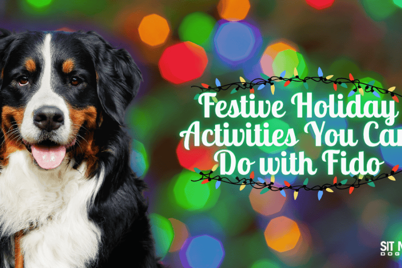 Festive Holiday Activities You Can Do with Fido