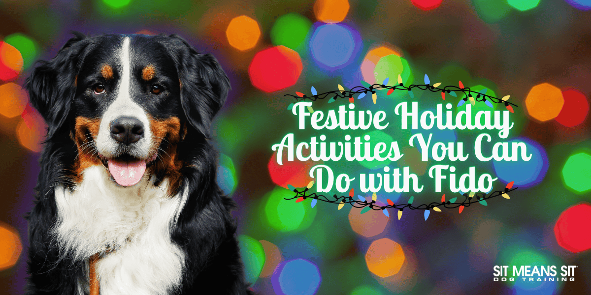 Festive Holiday Activities You Can Do with Fido