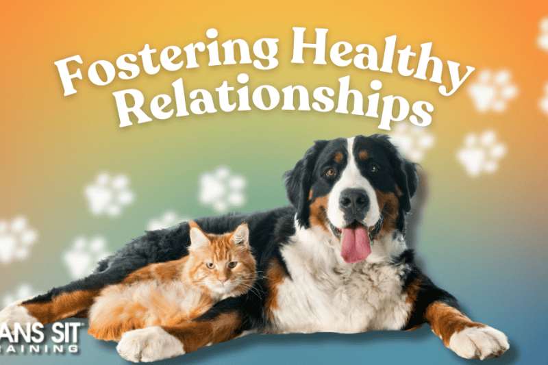 Foes to Friends: Tips for Fostering a Positive Dog & Cat Relationship