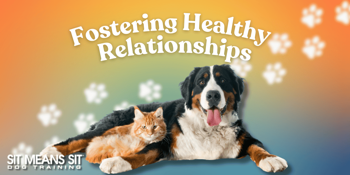 Foes to Friends: Tips for Fostering a Positive Dog & Cat Relationship