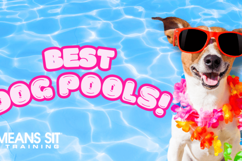 Help Fido Beat the Heat with these Swimming Pools for Dogs