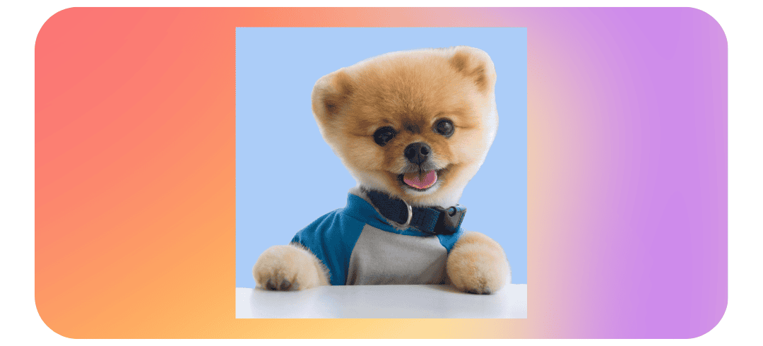 Who Are the Top Dog Influencers on Social Media?