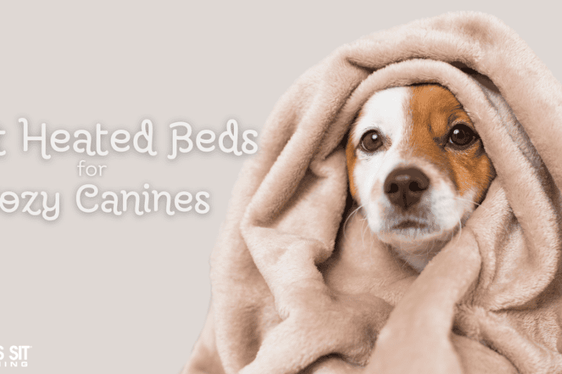 Keep Your Canine Cozy with These Heated Dog Beds