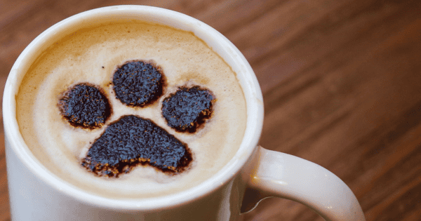 Coffee Companies That Are Brewing Support for Rescue Dogs