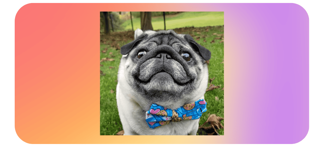 Who Are the Top Dog Influencers on Social Media?