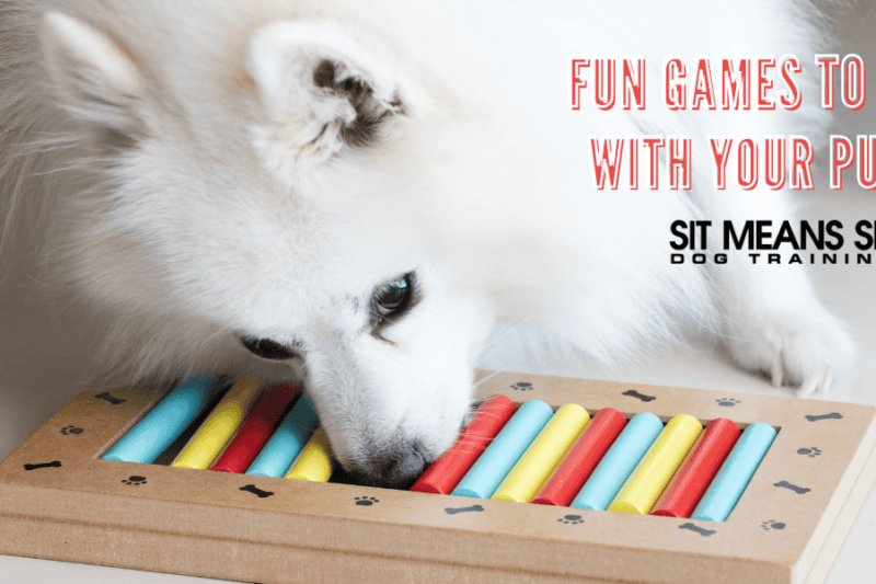Fun Games to Play with Your Puppy