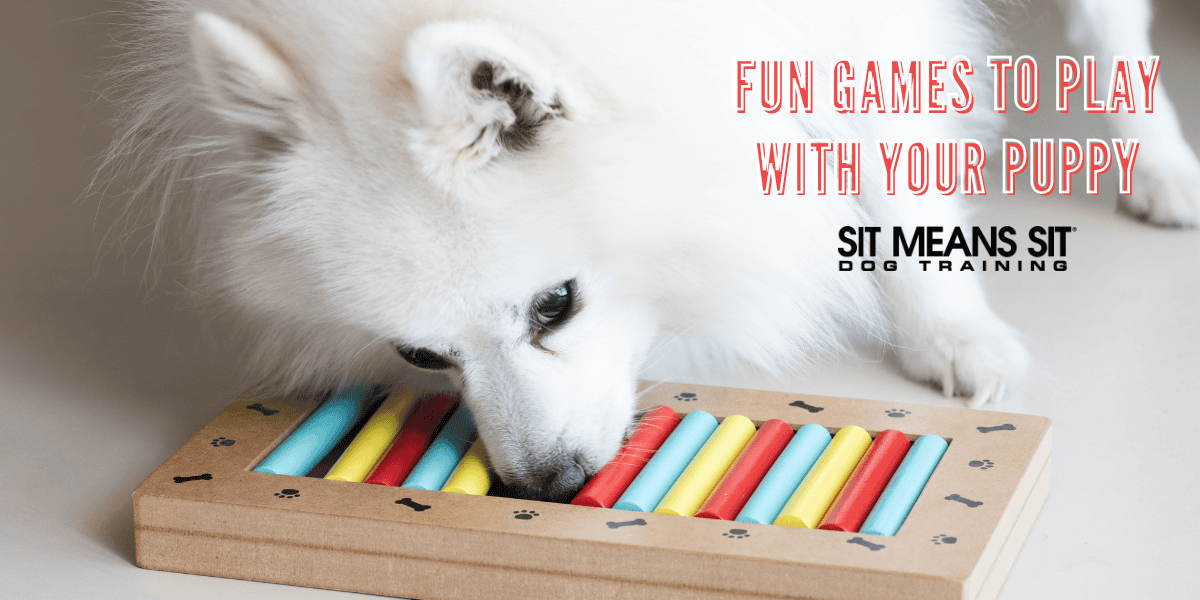 Fun Games to Play with Your Puppy