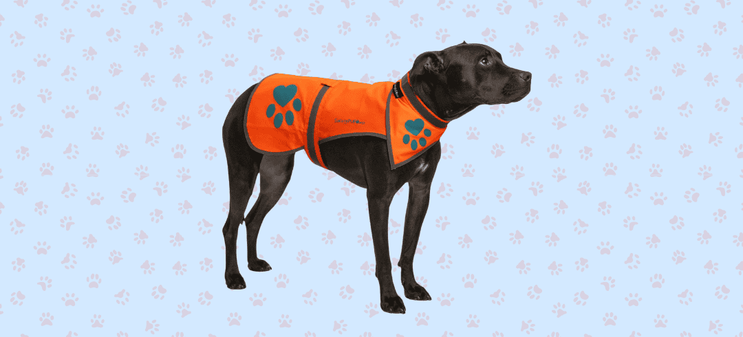 Stay Safe: Top Reflective Gear for Dogs