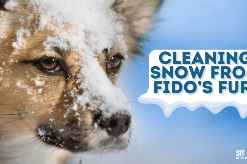 Snow and Ice Removal Tips for Your Dog’s Coat