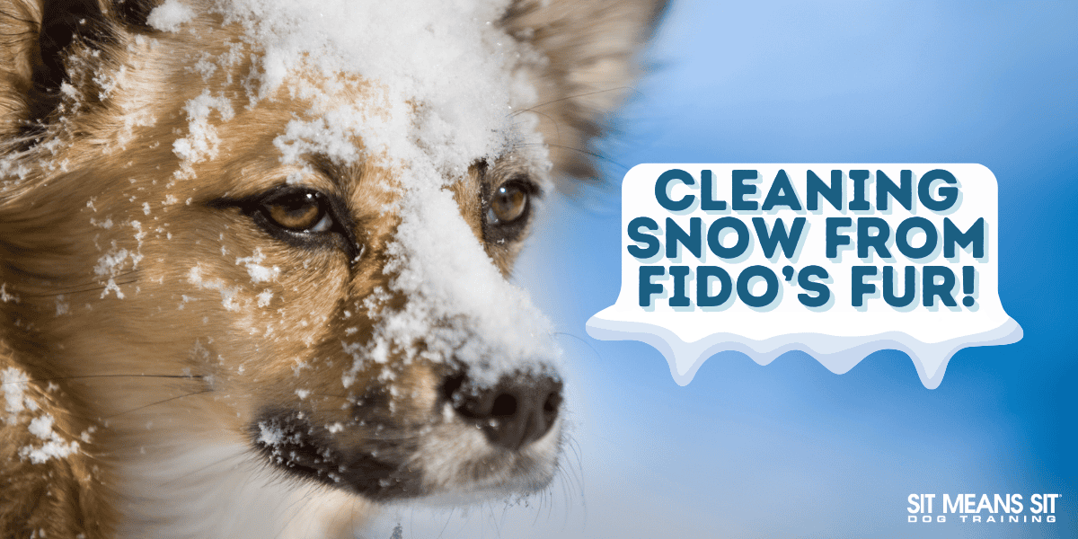 Snow and Ice Removal Tips for Your Dog’s Coat