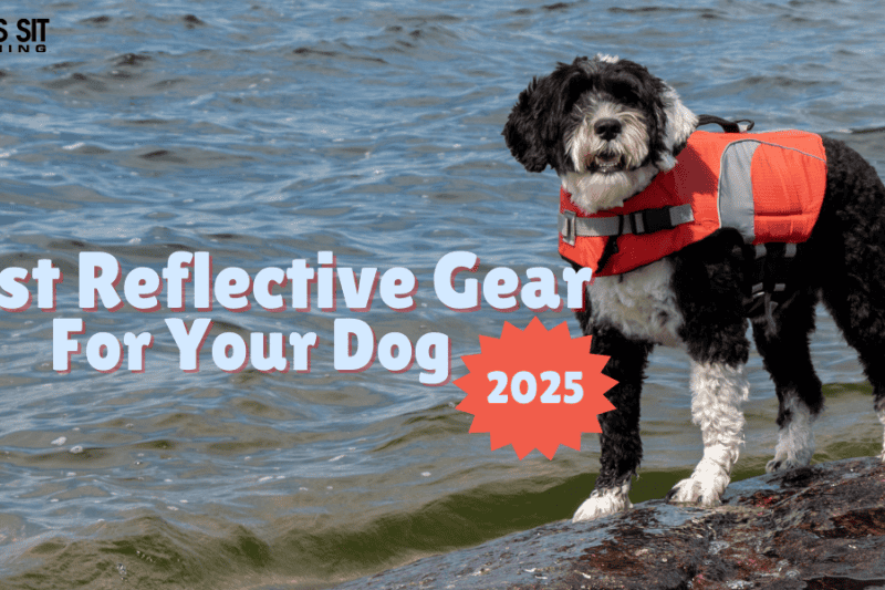 Stay Safe: Top Reflective Gear for Dogs