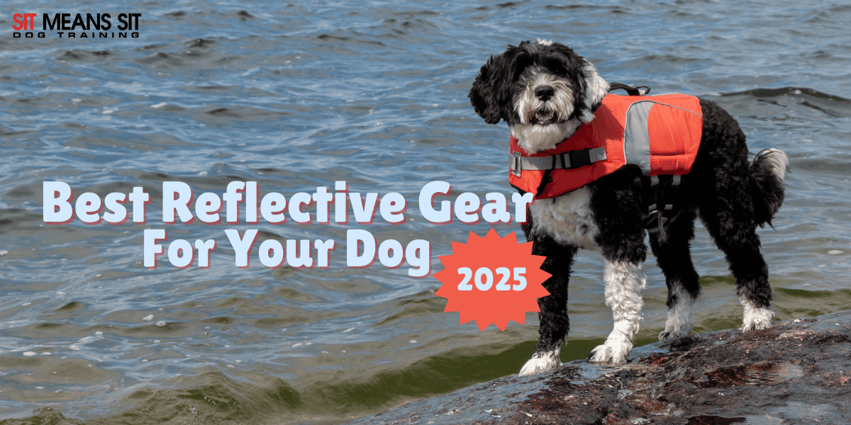 Stay Safe: Top Reflective Gear for Dogs