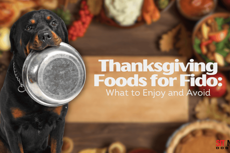 Thanksgiving Foods: What Fido Can & Can't Eat