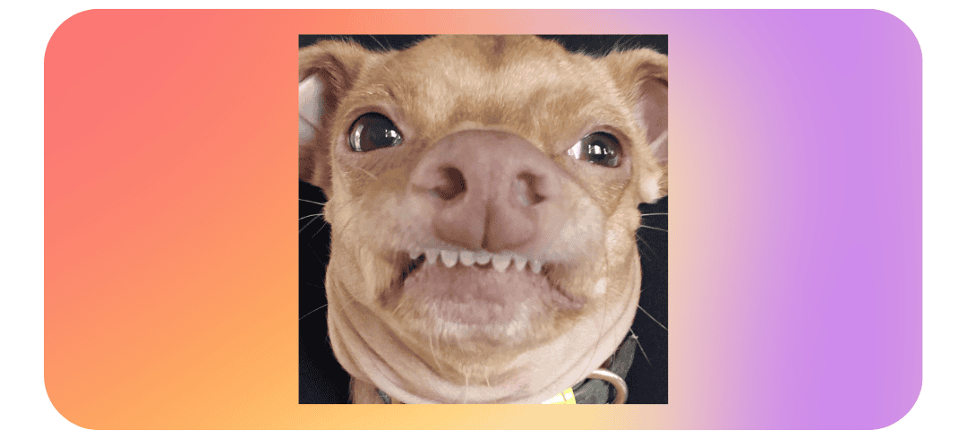 Who Are the Top Dog Influencers on Social Media?