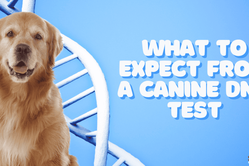 What to Expect From a Canine DNA Test